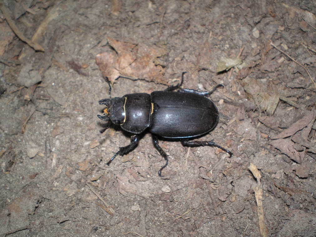 femmina di Lucanus tetraodon